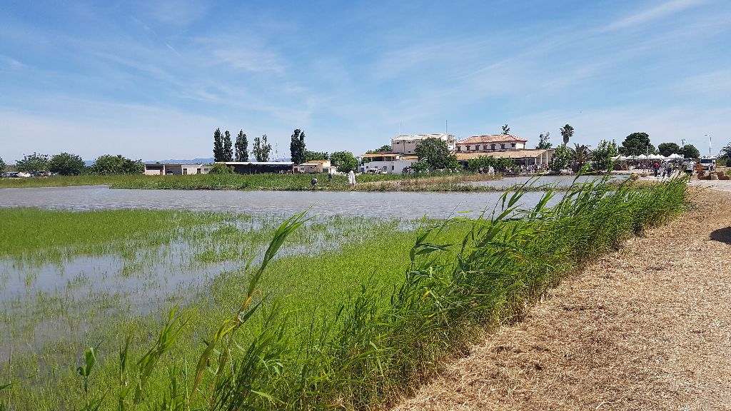 Delta del Ebro. Campos de arroz